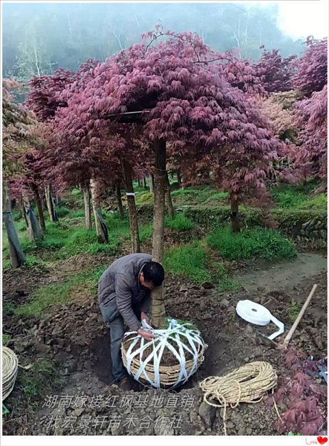 湖南嫁接红枫，浏阳多杆红枫，红枫苗圃基地-宏景轩苗木合作社