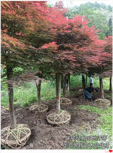 湖南嫁接红枫，浏阳多杆红枫，红枫苗圃基地-宏景轩苗木合作社