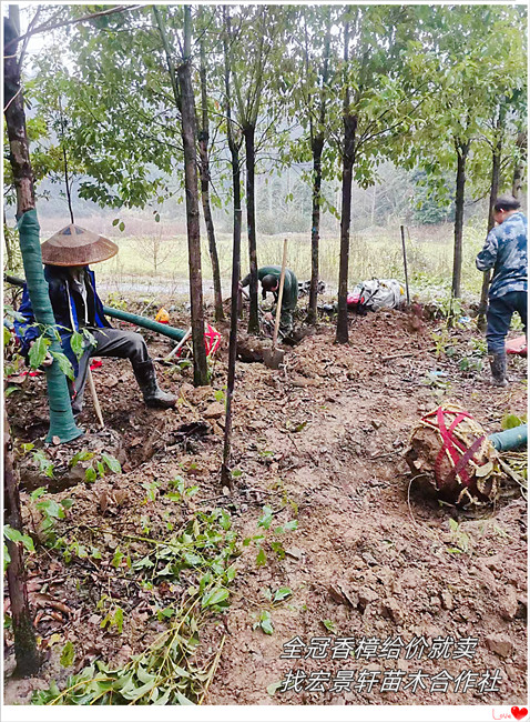 全冠香樟价格，移栽香樟苗圃，湖南香樟基地-宏景轩苗木合作社