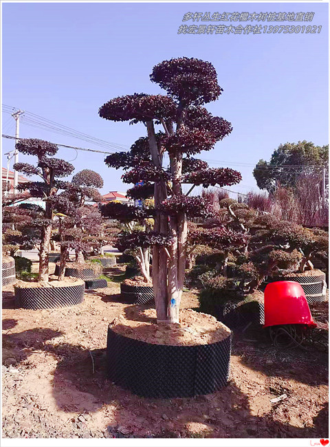 红花檵木树桩，湖南红花檵木杯苗，浏阳红花檵木价格-宏景轩苗木合作社