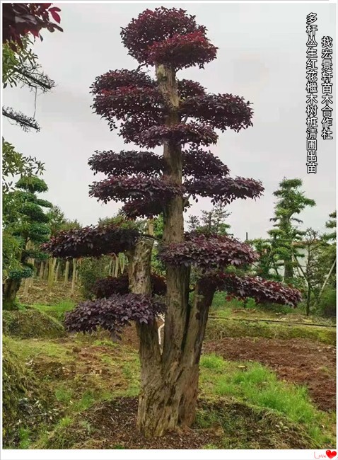 精品红花檵木球，湖南红花檵木小毛球，造型红花檵木找宏景轩苗木合作社