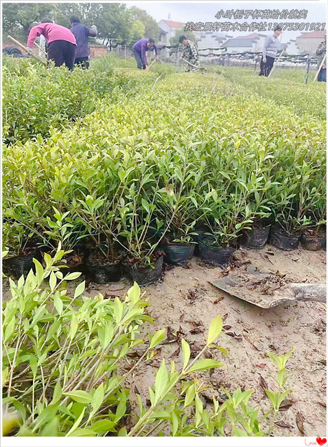 湖南小叶栀子杯苗，浏阳大叶栀子小毛球-宏景轩苗木合作社