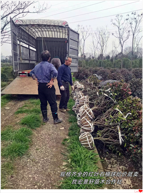 湖南红叶石楠球，浏阳红叶石楠小毛球-宏景轩苗木合作社