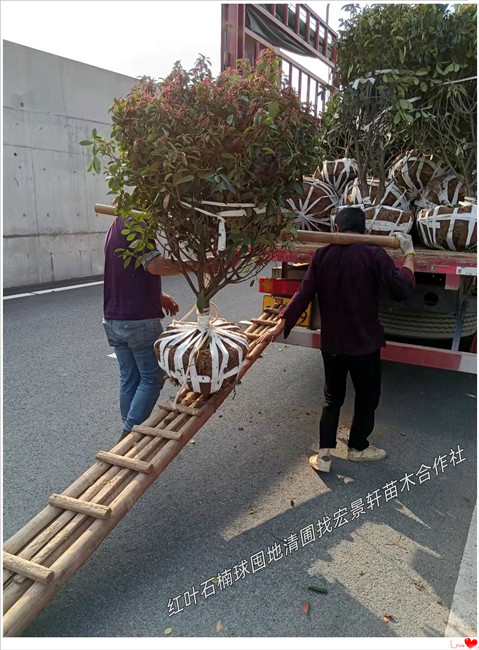 红叶石楠杯苗，湖南红叶石楠价格，浏阳红叶石楠-宏景轩苗木合作社