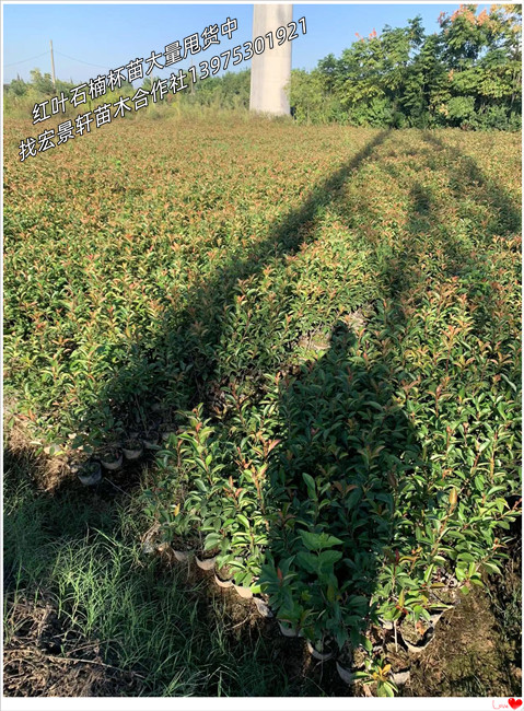 红叶石楠杯苗，湖南红叶石楠价格，浏阳红叶石楠-宏景轩苗木合作社