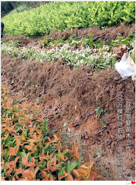湖南红叶石楠球，浏阳红叶石楠小毛球-宏景轩苗木合作社