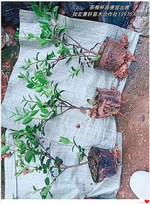 湖南茶梅杯苗,浏阳茶梅小毛球，茶梅小苗价格-宏景轩苗木合作社