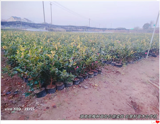 湖南茶梅杯苗,浏阳茶梅小毛球，茶梅小苗价格-宏景轩苗木合作社