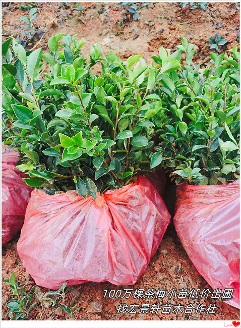 湖南茶梅杯苗,浏阳茶梅小毛球，茶梅小苗价格-宏景轩苗木合作社