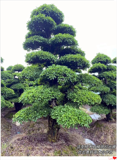 湖南造型椤木石楠，浏阳椤木石楠价格，椤木石楠基地-宏景轩苗木合作社