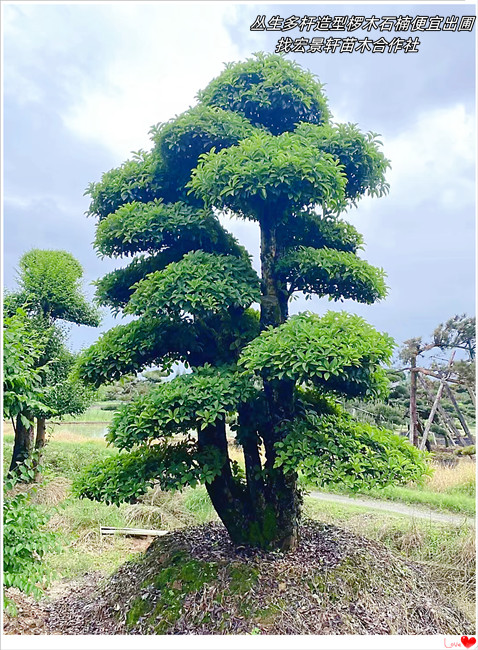 湖南造型椤木石楠，浏阳椤木石楠价格，椤木石楠基地-宏景轩苗木合作社