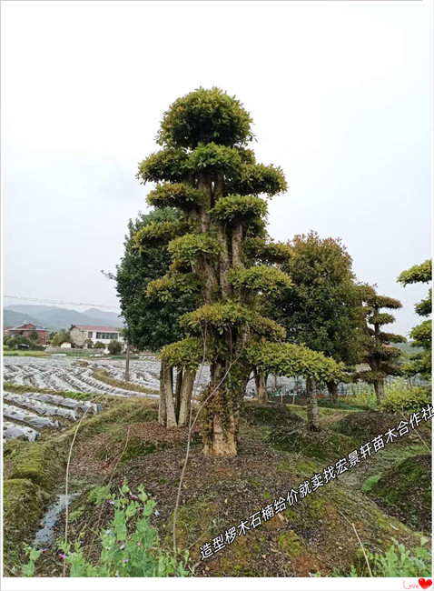 湖南造型椤木石楠，浏阳椤木石楠价格，椤木石楠基地-宏景轩苗木合作社