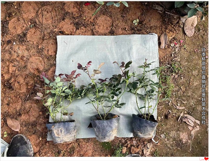 湖南月季杯苗,浏阳树状月季,月季小毛球价格-宏景轩苗木合作社