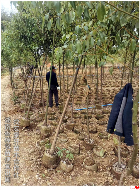 湖南全冠香樟树，移栽香樟树价格，浏阳香樟苗圃-宏景轩苗木合作社