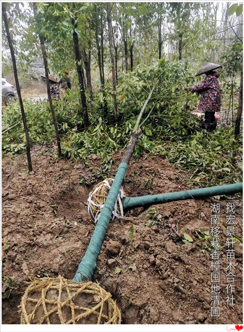 湖南截杆香樟树，浏阳移栽香樟树-宏景轩苗木合作社