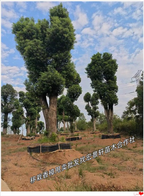 湖南截杆香樟树，浏阳移栽香樟树-宏景轩苗木合作社