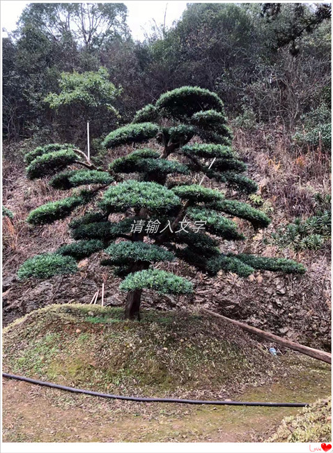 湖南罗汉松价格，浏阳塔型罗汉松，罗汉松苗圃-宏景轩苗木合作社