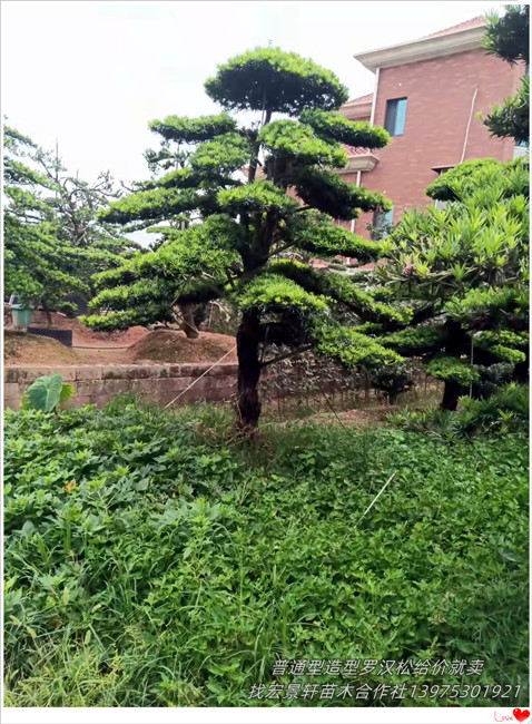 湖南罗汉松价格，浏阳塔型罗汉松，罗汉松苗圃-宏景轩苗木合作社