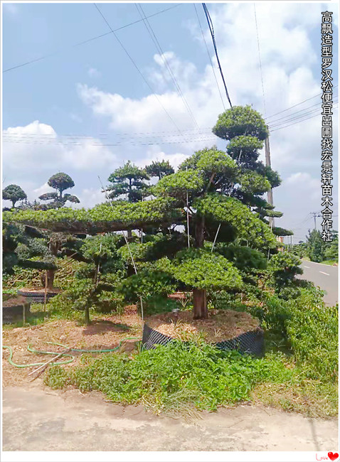 浏阳造型罗汉松，浏阳长飘罗汉松，临水造型罗汉松-宏景轩苗木合作社