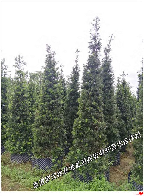 湖南罗汉松价格，浏阳塔型罗汉松，罗汉松苗圃-宏景轩苗木合作社