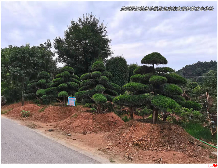 浏阳造型罗汉松，浏阳长飘罗汉松，临水造型罗汉松-宏景轩苗木合作社