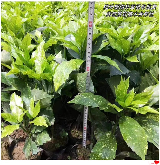 桃叶珊瑚价格,湖南桃叶珊瑚基地找宏景轩苗木合作社 桃叶珊瑚价格,湖南桃叶珊瑚基地找宏景轩苗木合作社