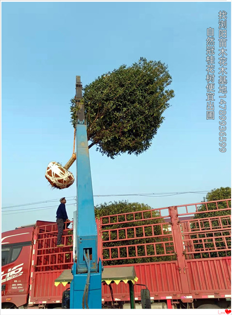 浏阳桂花树价格,精品桂花树苗圃,丛生桂花树-宏景轩苗木合作社 浏阳桂花树价格,精品桂花树苗圃,丛生桂花树-宏景轩苗木合作社