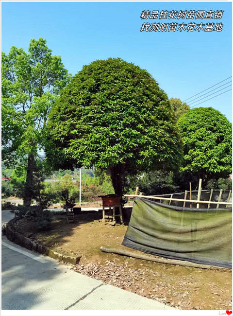 浏阳桂花树价格,精品桂花树苗圃,丛生桂花树-宏景轩苗木合作社 浏阳桂花树价格,精品桂花树苗圃,丛生桂花树-宏景轩苗木合作社