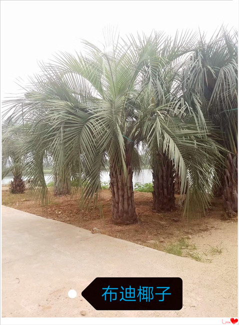 湖南苏铁价格,浏阳苏铁基地,苏铁批发-宏景轩苗木合作社 湖南苏铁价格,浏阳苏铁基地,苏铁批发-宏景轩苗木合作社