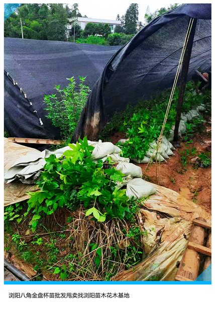 湖南八角金盘杯苗，八角金盘小苗价格-宏景轩苗木合作社