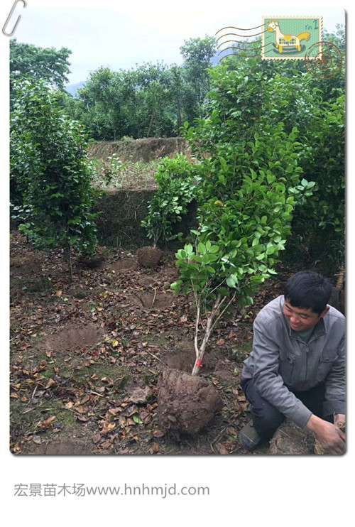 茶花球|茶花小苗2020年优惠上架啦！宏景直销