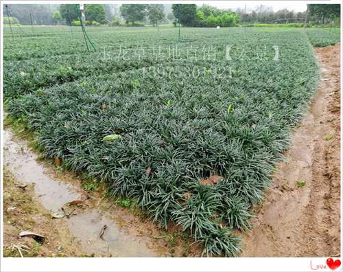 品质优的玉龙草苗木 湖南玉龙草价格优惠上宏景