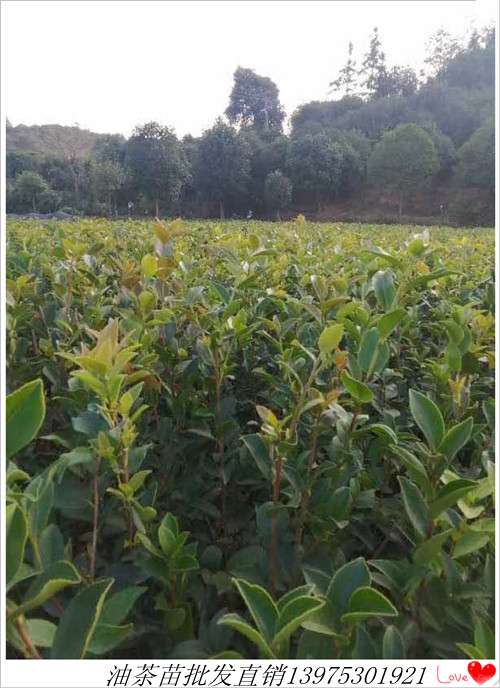 苗圃促销油茶苗洛 湖南油茶苗价格优惠啦上宏景