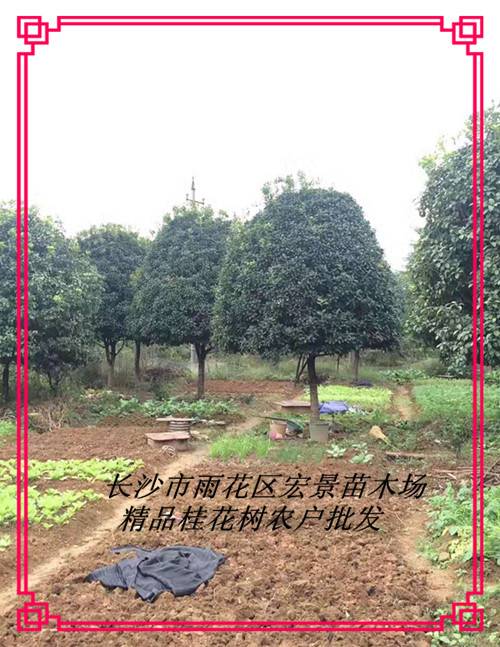 湖南桂花树-精品长沙跳马桂花价格现挖现卖找宏景