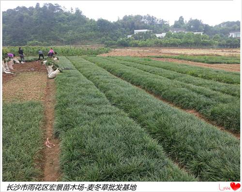 麦冬草价格便宜-麦冬草现挖现卖找宏景苗木