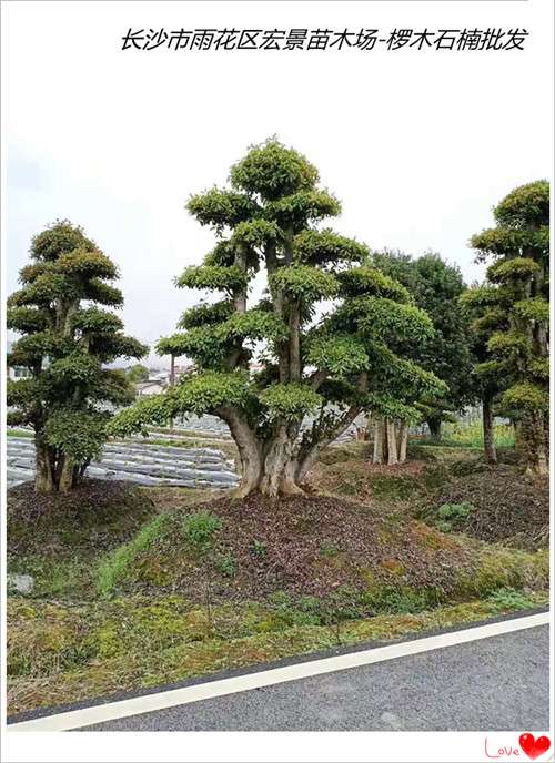 现挖现卖的造型椤木石楠批发-椤木石楠甩卖来宏景苗圃