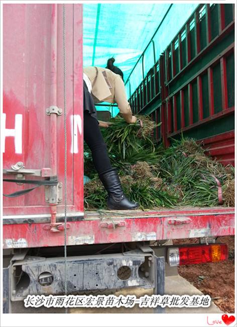 发货啦！10万棵吉祥草小苗-吉祥草优惠起苗