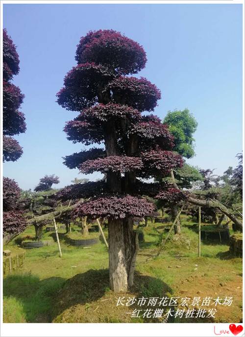 等你抢批-红花檵木小毛球-红花檵木杯苗-盆景-树桩优惠批发来宏景