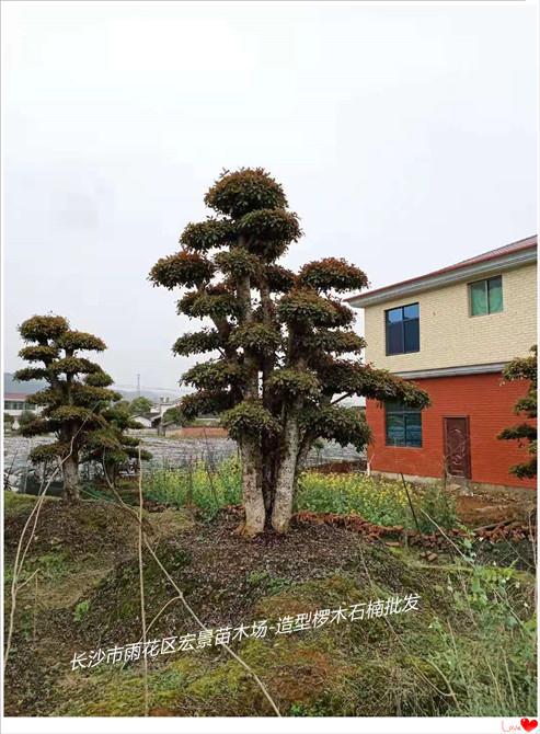 找椤木石楠苗木-造型椤木石楠-丛生椤木石楠价格优惠来宏景