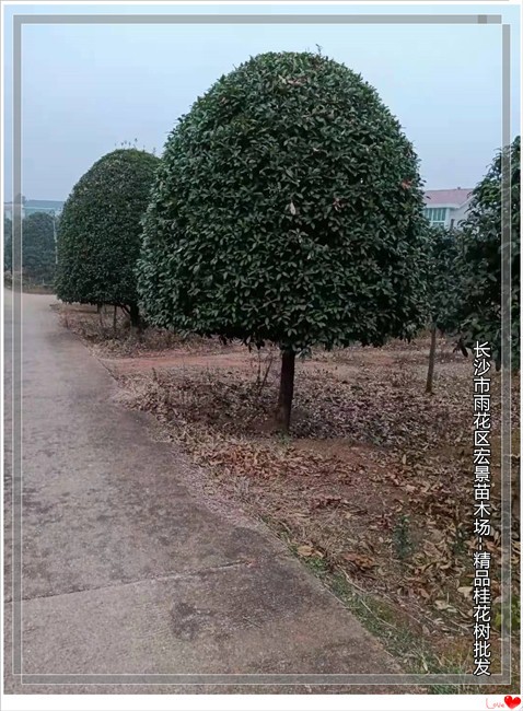 现货供应湖南桂花树 浏阳丛生桂花树 精品桂花树批发找小斌