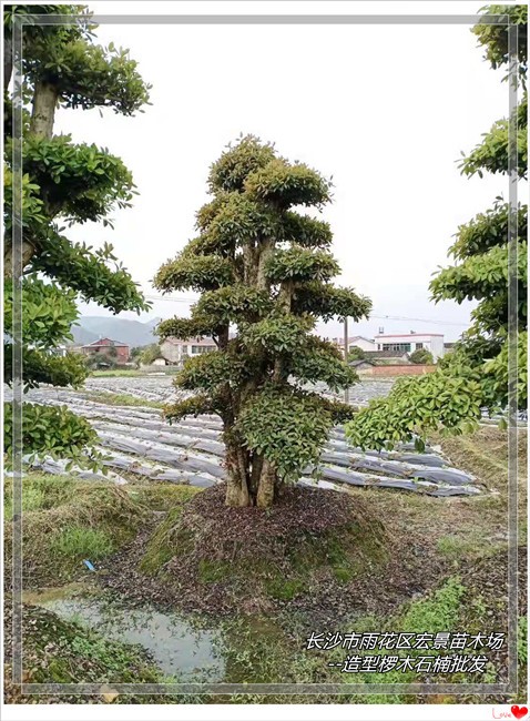 湖南椤木石楠价格大跳水，湖南苗木市场旺季不旺，苗农“触底”卖苗