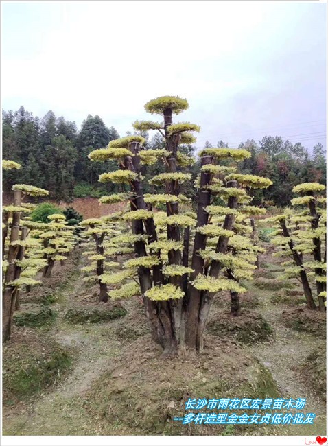 金姬女贞苗圃-造型金姬女贞价格-湖南金姬女贞便宜出圃找宏景