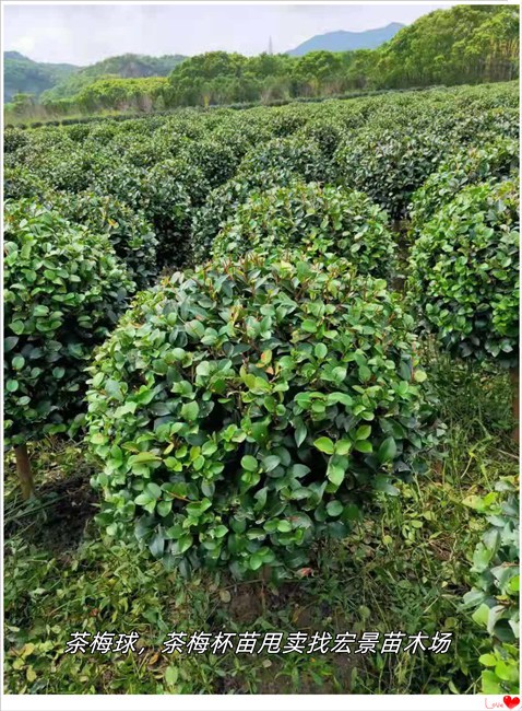 茶花球-茶梅杯苗-高杆湖南茶花树便宜出圃找宏景