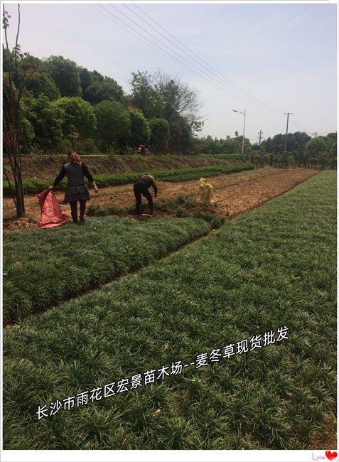 湖南细叶麦冬草和浏阳玉龙草今年秋季媲美