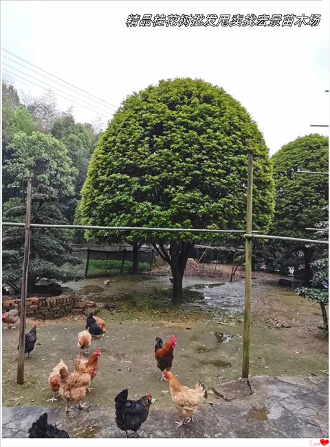 四季桂小毛球-湖南桂花树苗圃-长沙跳马桂花树囤地清圃找斌总