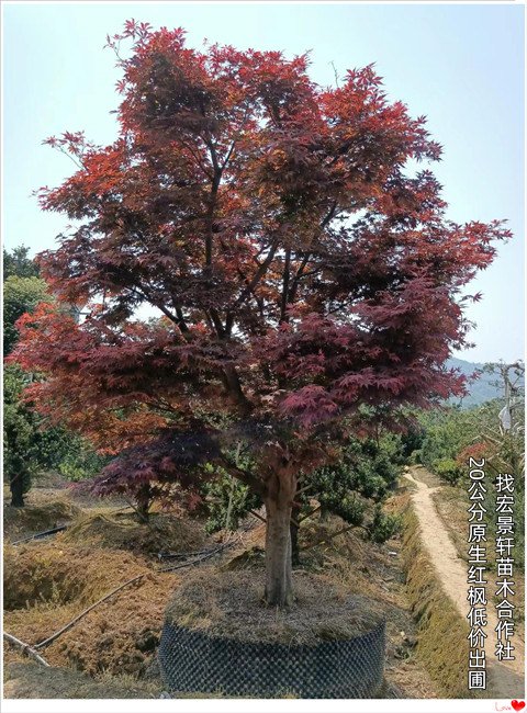 嫁接红枫-湖南多头红枫-长沙三季红红枫树清圃出苗找宏景轩