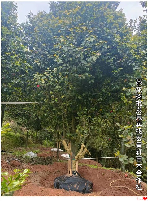 大规格的湖南茶花树,浏阳茶梅杯苗靓货齐发贵州