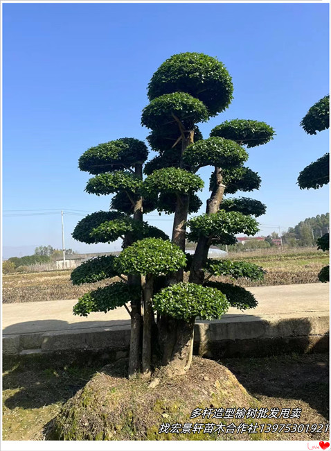 好苗不贵的湖南造型榆树,浏阳长飘造型榔榆秋季大甩卖来宏景轩