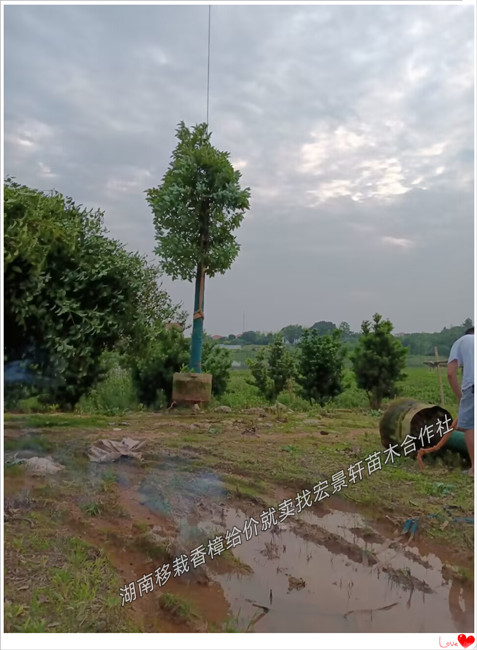 未来湖南香樟,移栽香樟的品质是唯一赢得苗木花木市场的“筹码”