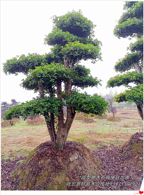 市场旺季不旺,浏阳造型椤木石楠,丛生椤木石楠销量“触底”